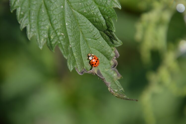 ladybug-3450479_1280