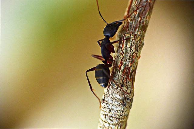 karınca ve doğa