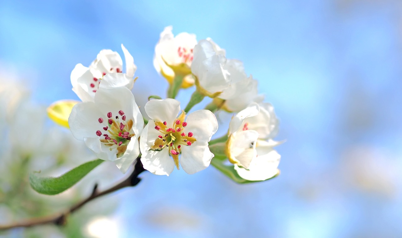 apple-blossom-1368187_1280
