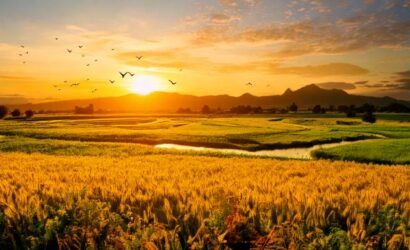 Firefly Abundant and lush landscape bathed in soft golden sunlight at dawn, symbolizing prosperity a