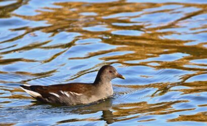 water-bird-8381451_1280