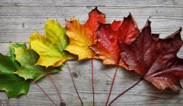 Değişim/Bilgi/Eylem/Sevgi