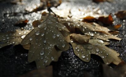 autumn-2903107_1920