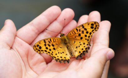 butterfly-4396444_1920