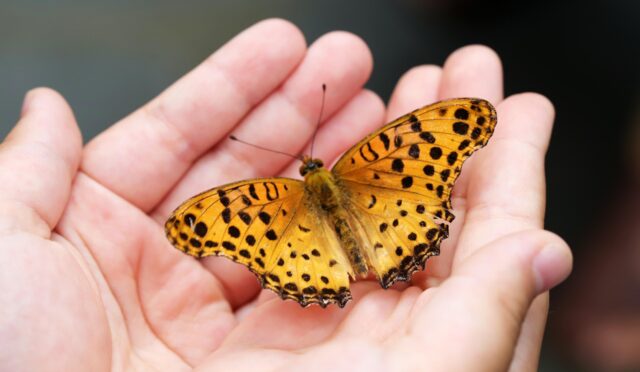 butterfly-4396444_1920