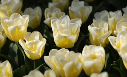 flowers-7954339_1280