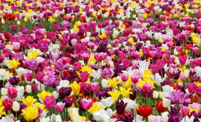 tulips-1405413_1920