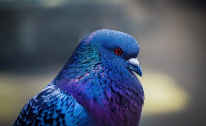 bird-7824442_1920