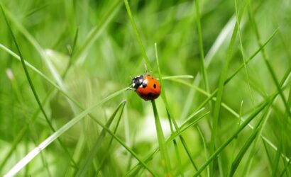 ladybug-796481_1920