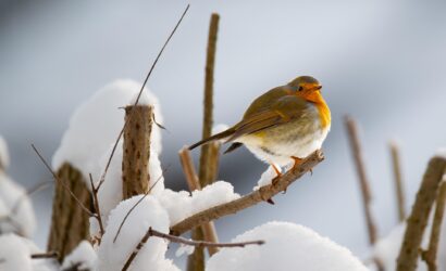 robin-8446944_1920