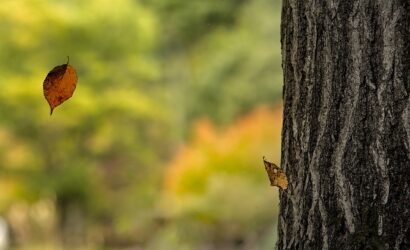 tree-5670233_1920