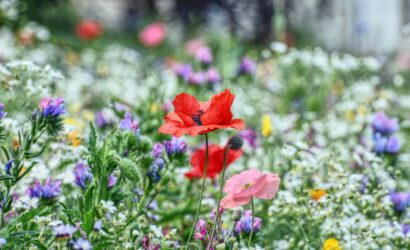 flower-meadow-5431038_1920