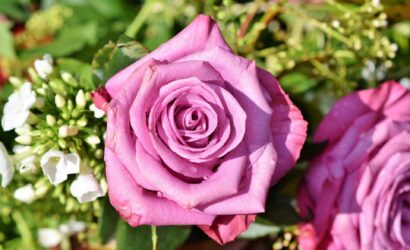 rose-3412884_1920