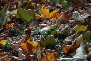 autumn-leaves-1037498_1920