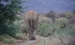 elephant-3901552_1920