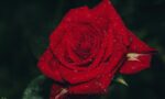 rose-8940207_1920
