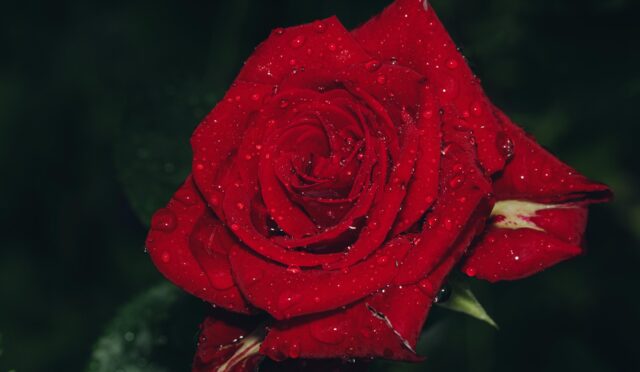 “Güzel”in Bir Başka Güzel Tarifi  Hind b. Ebû Hâle’nin Dilinden: Hilye-i Şerîf