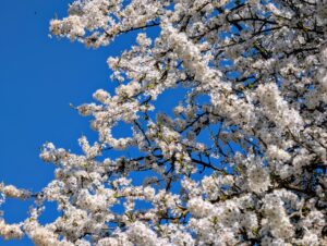karolinaz-spring-9673683_1920