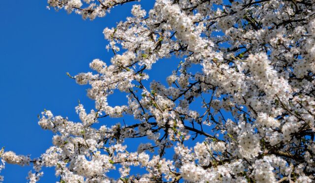 karolinaz-spring-9673683_1920