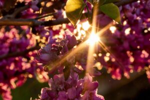 distelapparath-backlighting-4164218_1920