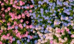 robert84ak-daisies-5228904_1920