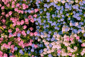 robert84ak-daisies-5228904_1920