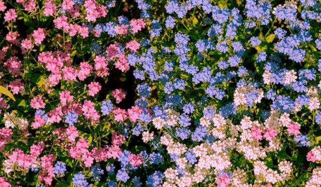 robert84ak-daisies-5228904_1920